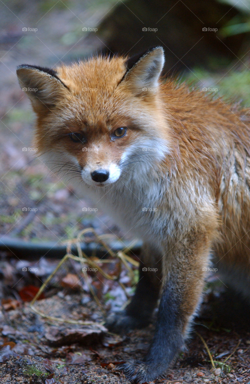 Red fox in zoo