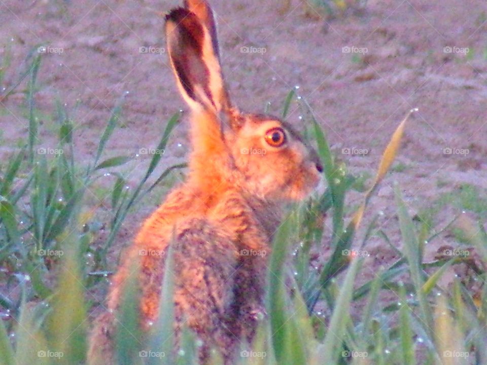 Feldhase auf der Wiese