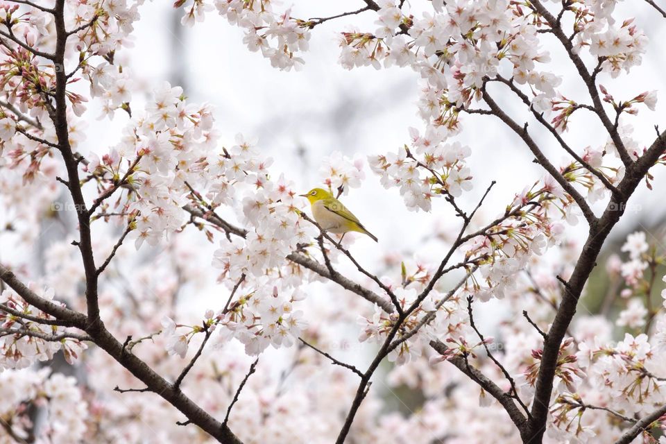 樱花和绣眼鸟