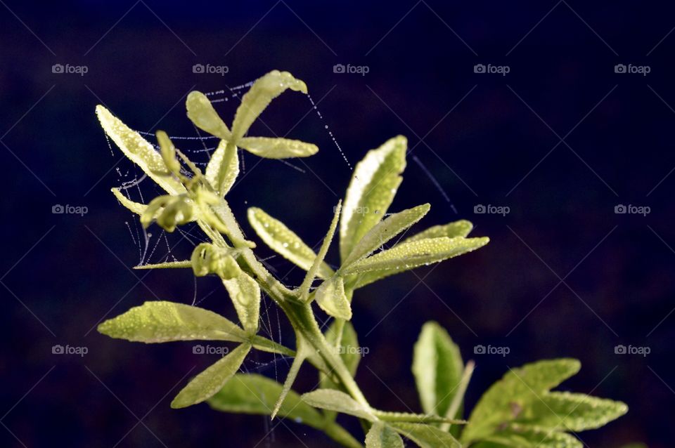 Morning dew on a citrus tree with a spiders web