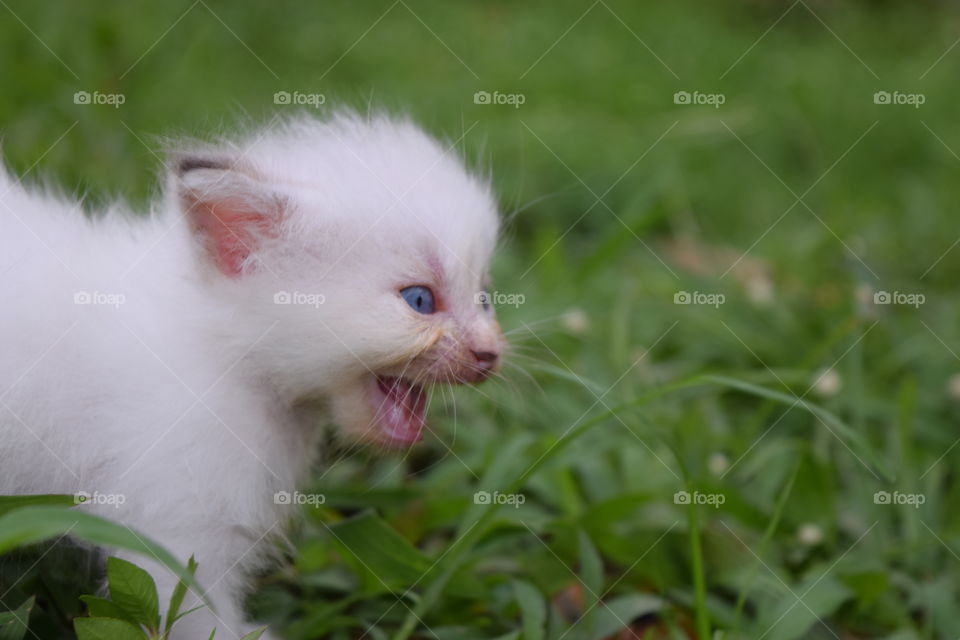 Angry Cute Kitten