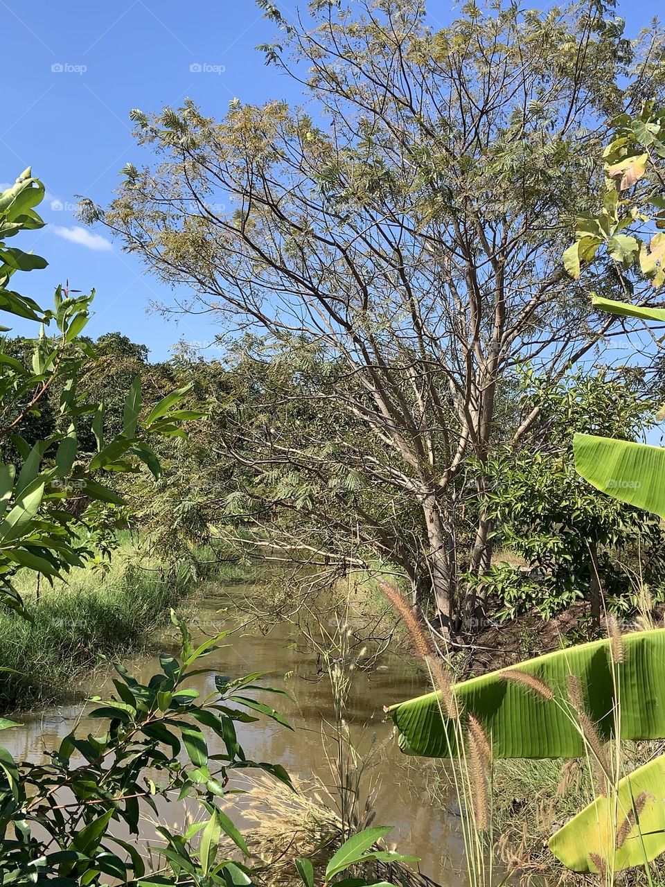 Forest Supermarket, My garden (Thailand)