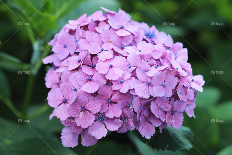 Hydrangea 