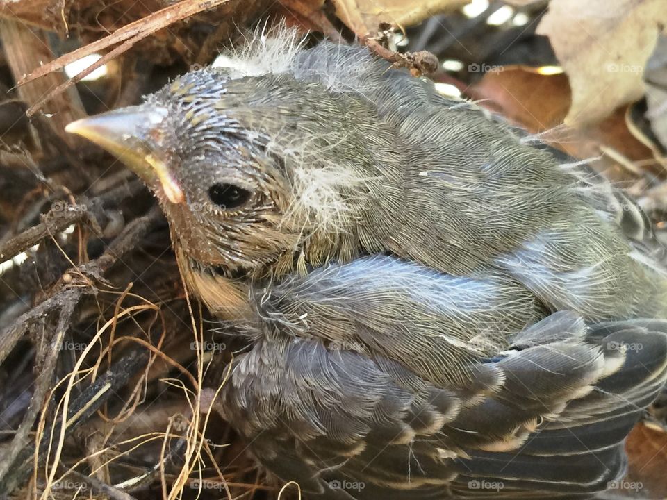 Immature bird. Baby goldfinch that fell out of the nest