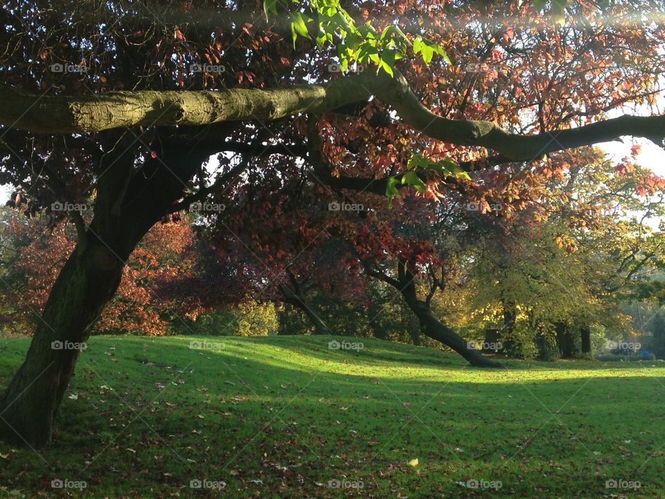 Trees and grass. Horniman gardens, south London