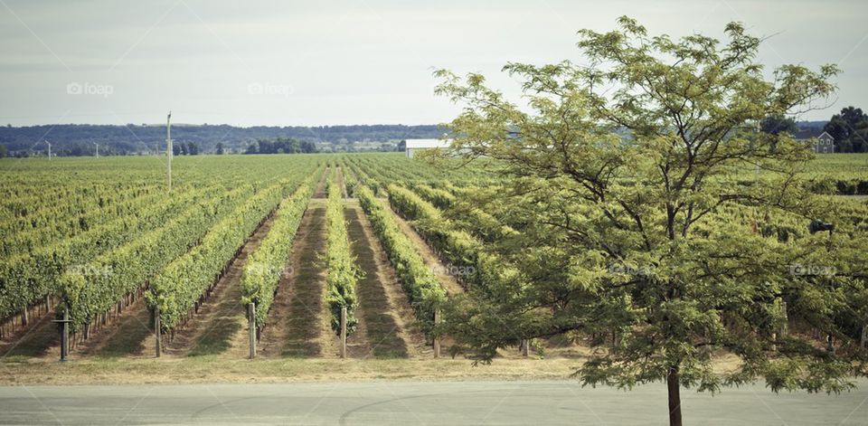 Overview on the Vineyards