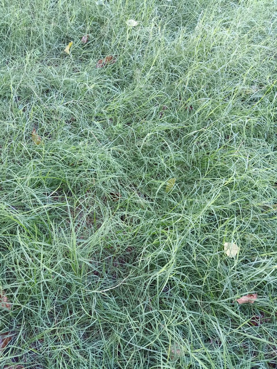 Grass