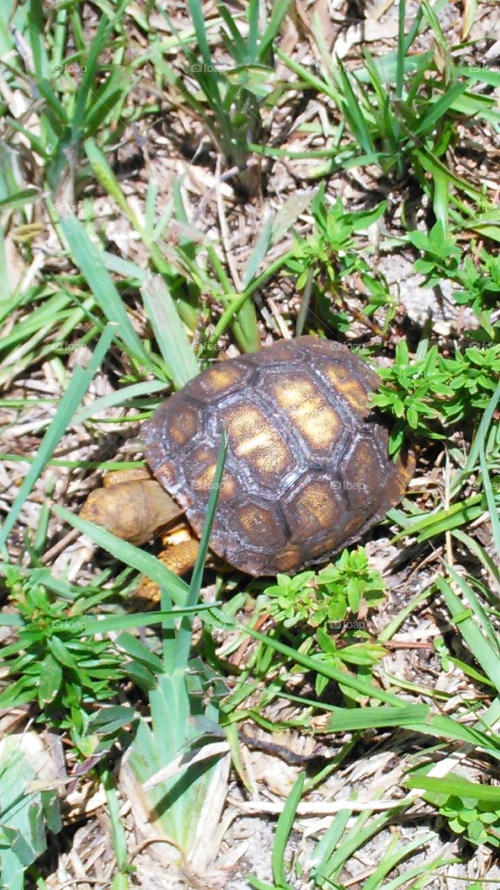 Florida Baby Gopher Tortoise. I was driving down the road and spotted this lil guy crossing the street.