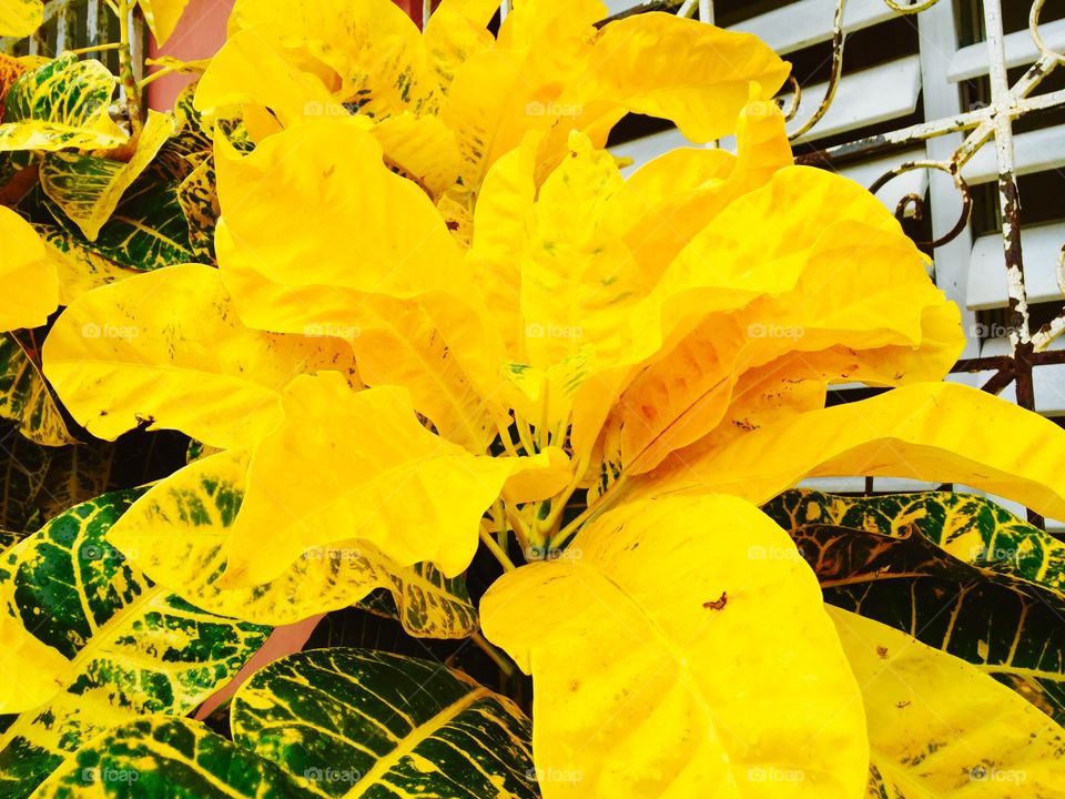 Plant. beautiful plant with yellow leaves