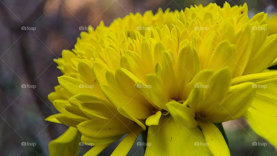 beautiful yellow flower side view