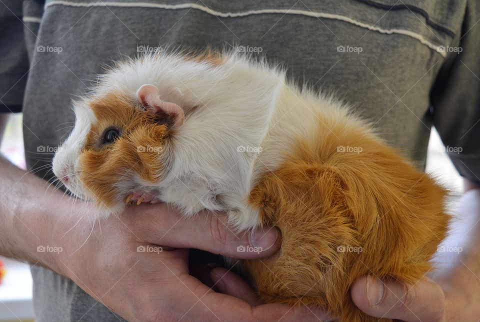 Guinea pig beautiful portrait in the male hands love pet