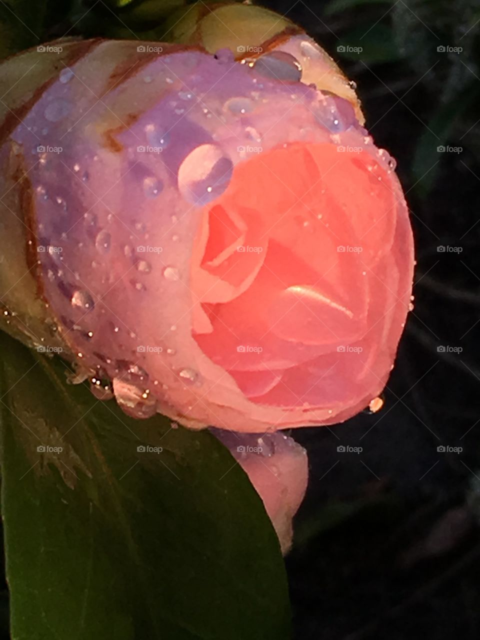 Pink Camellia Blossom in Oregon Rain