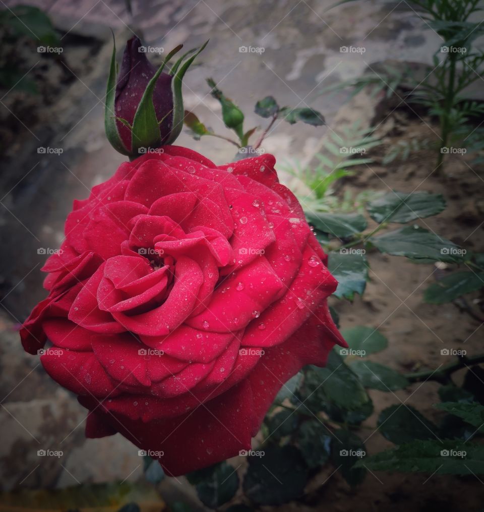 red rose in may garden