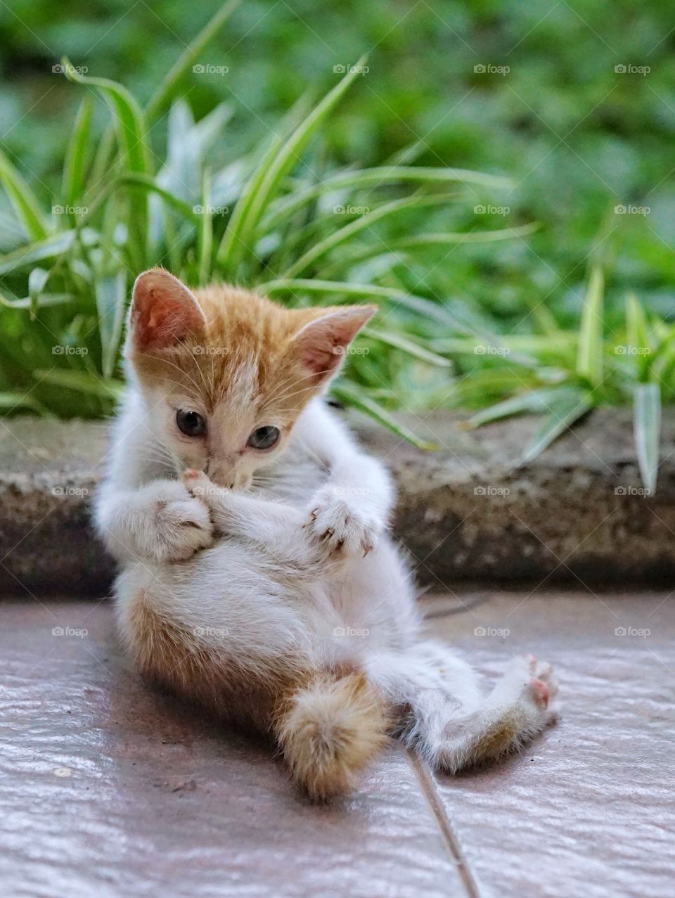 kitten playing his foot