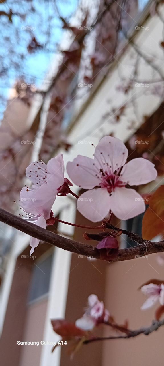 the promise of new life after first pink flowers