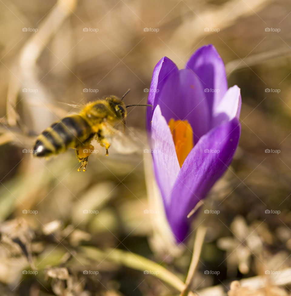 bee in spring forest