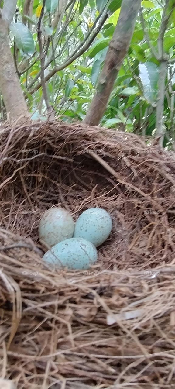 ovos de um passarinho