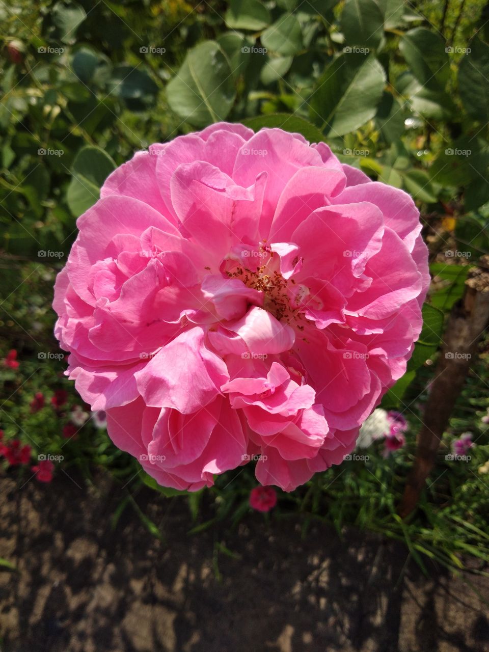 Close up of pink rose that are fully blooming in the garden.