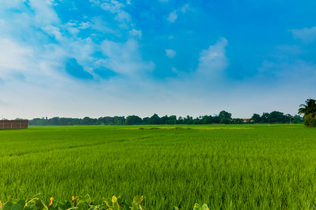 Beauty of Green