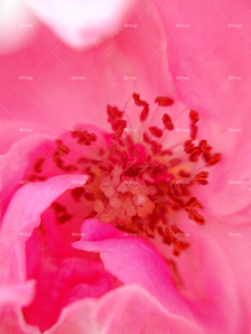 inside part of the rose flower