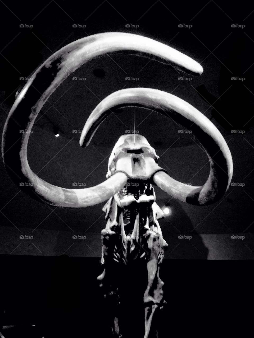 Skeleton, mammoth, black and white, history 
