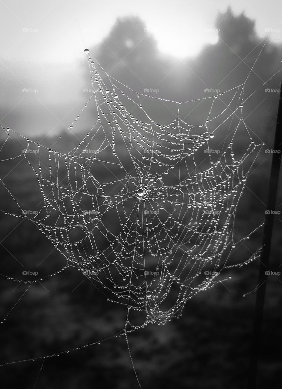 Dew on a Spiderweb in black and white