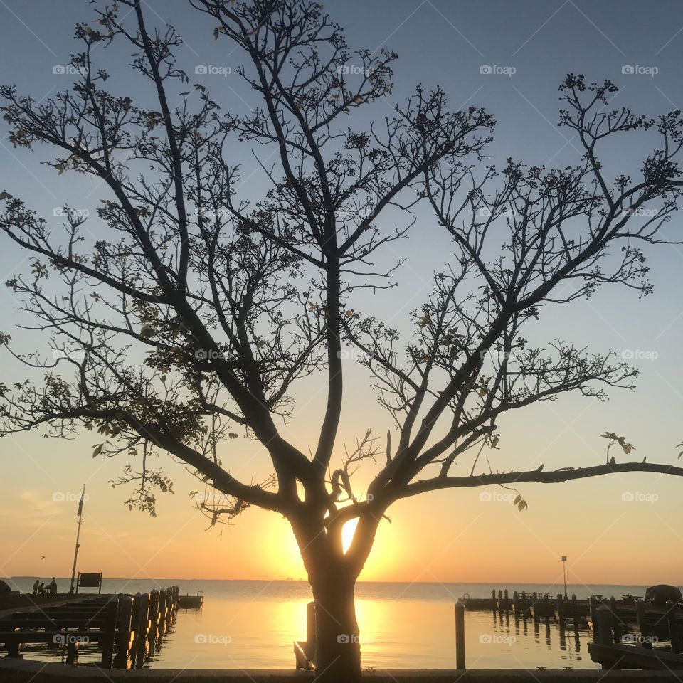 Sun setting into the ocean behind majestic tree