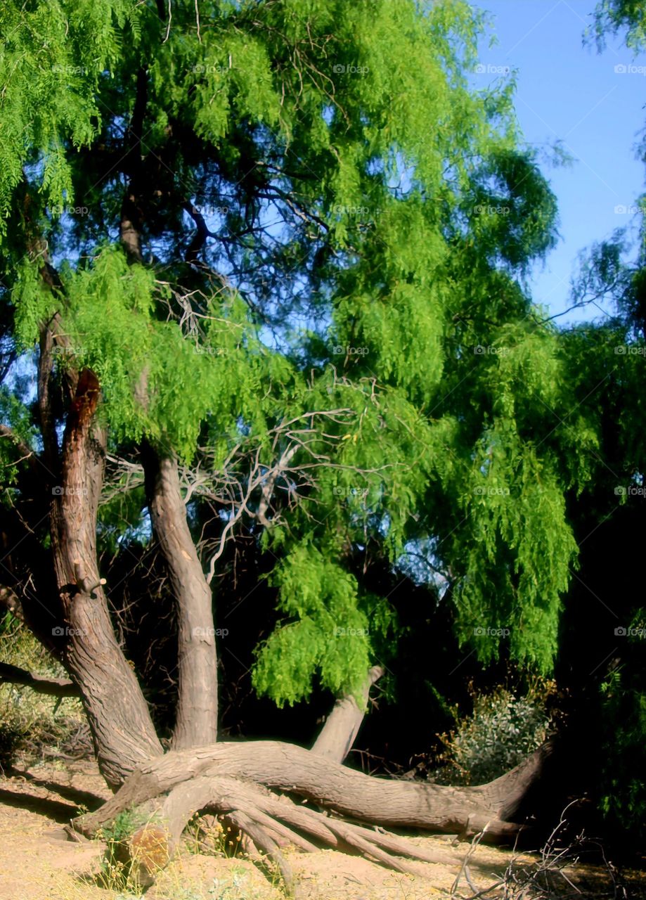 Beautiful Gnarly Tree