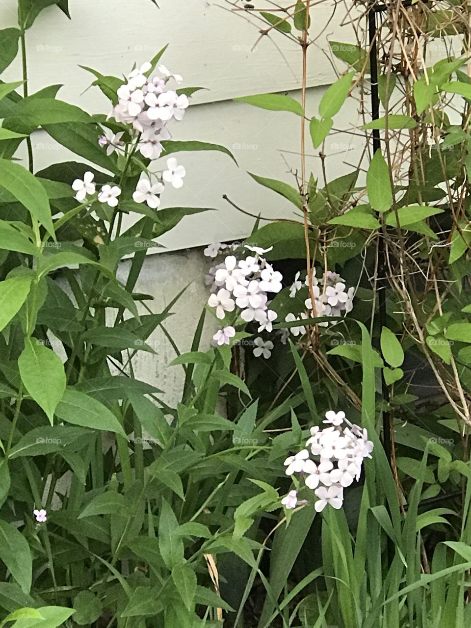 White flowers 