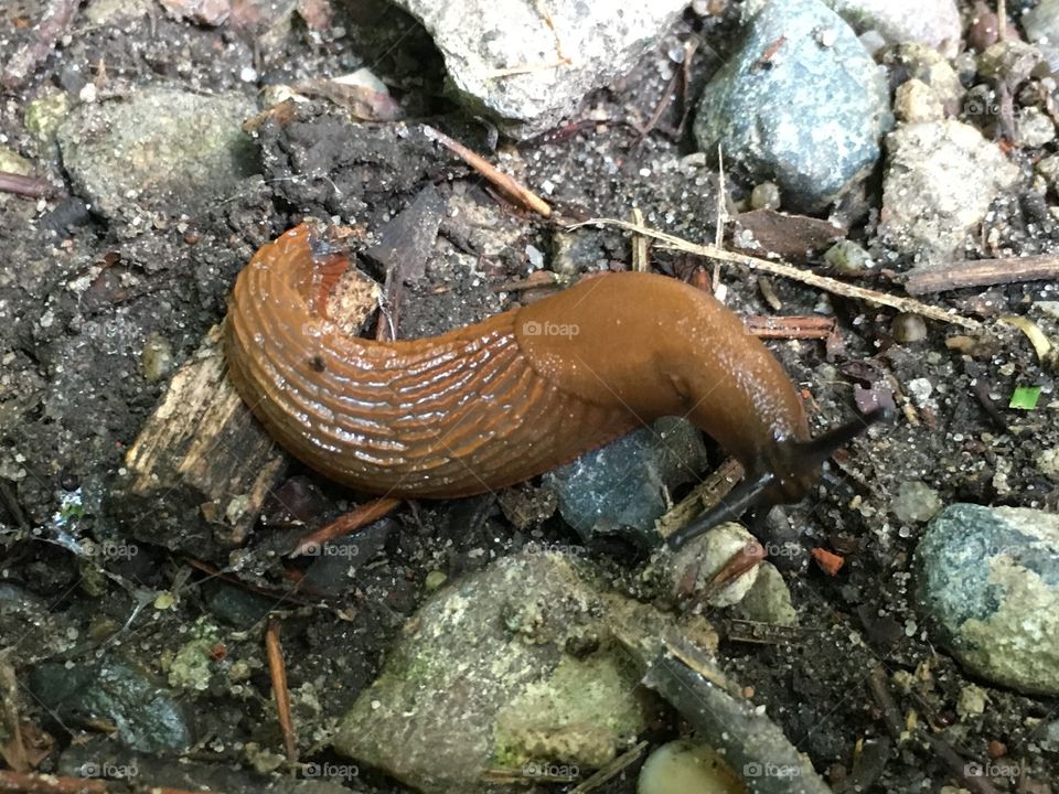 Slug on the move