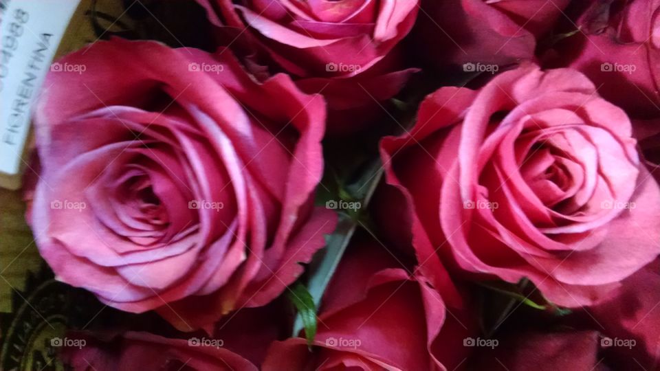 Rose, Love, Flower, Romance, Petal