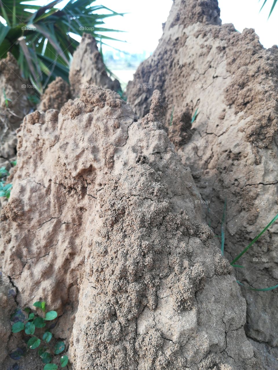 Soil