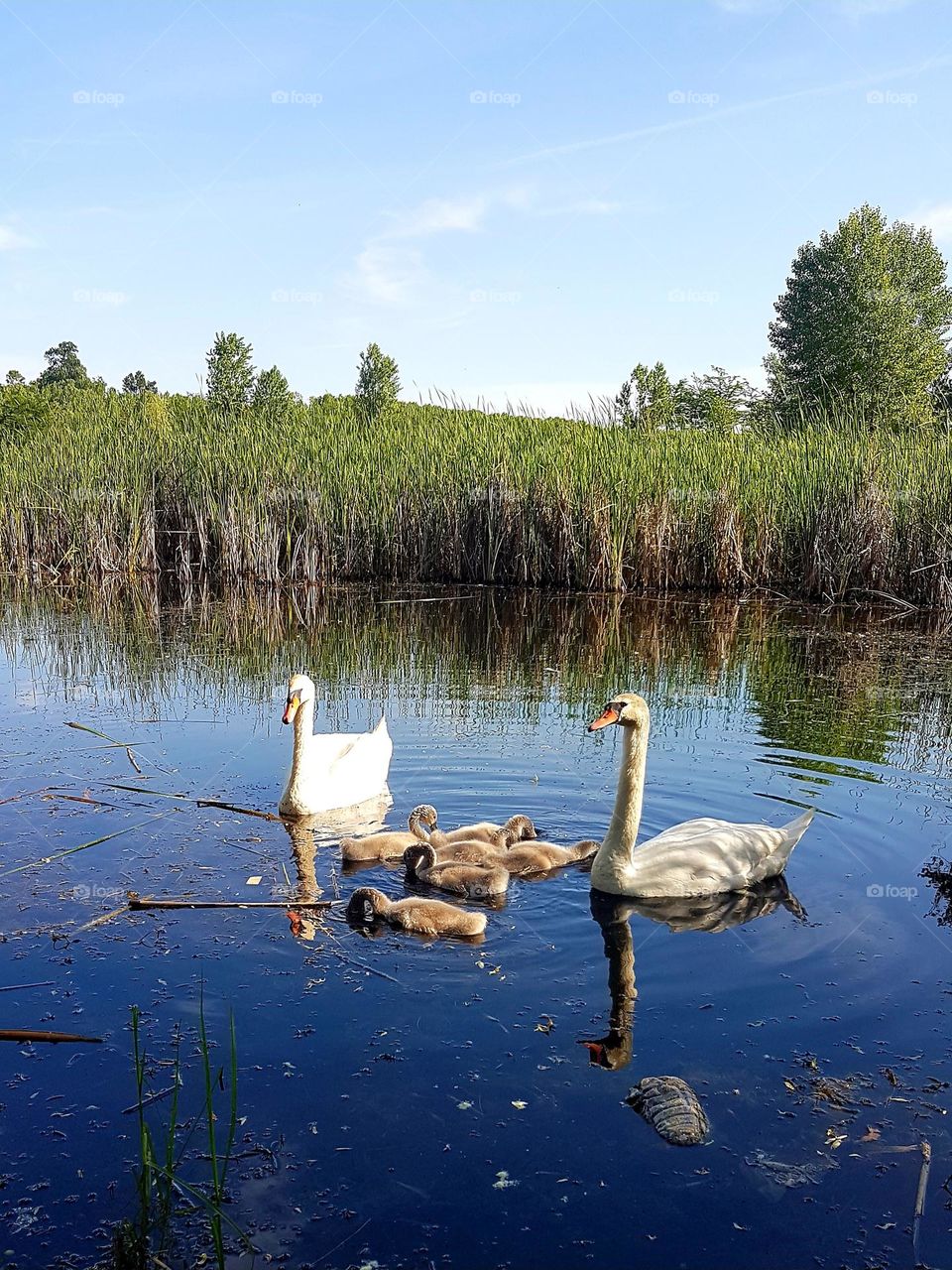 swan family