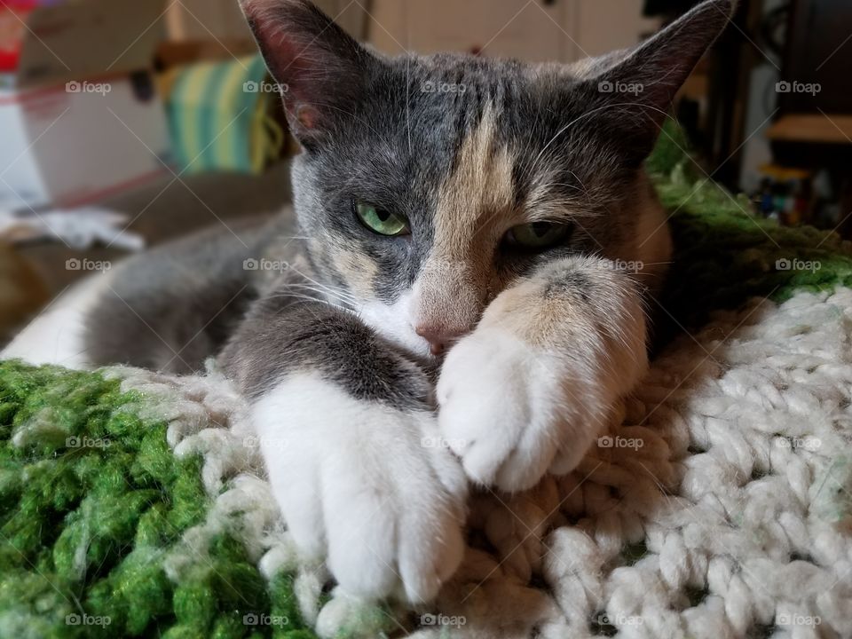 If Looks Could Kill Kitty Cat