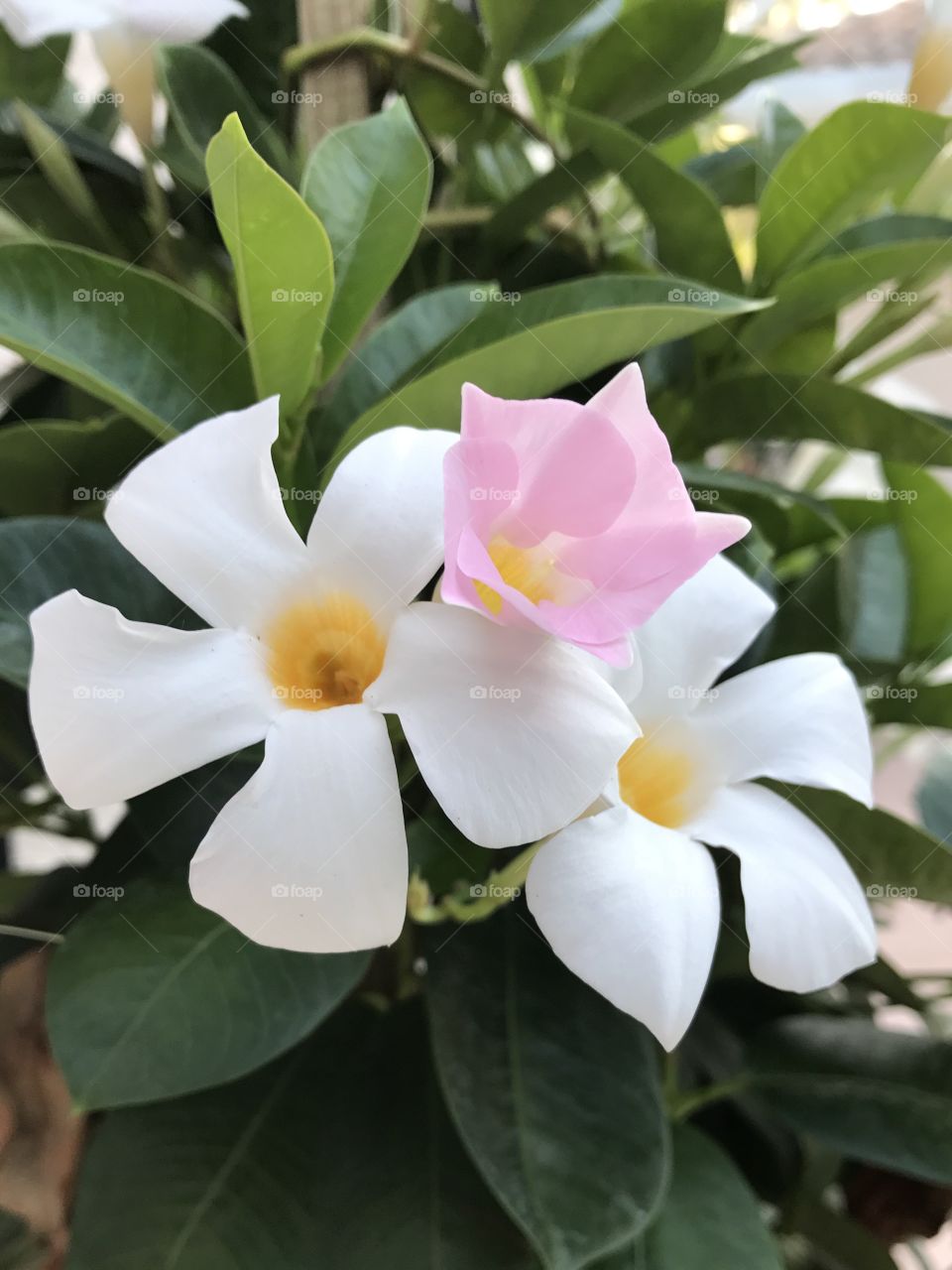 The pink flower blooming among the white flowers 