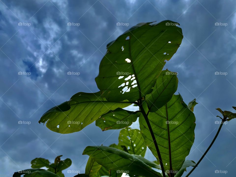 Clouds life of plants