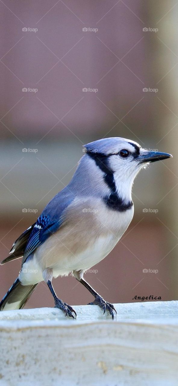 Blue jay bird close up. This bird has beautiful blue white and black colors 