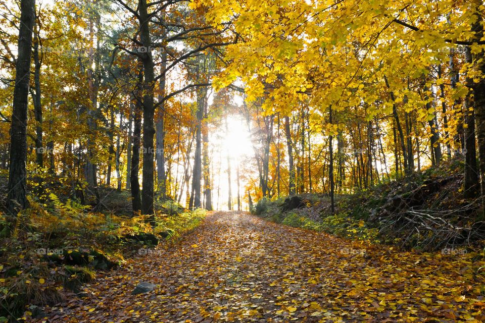 Sun shining on the path in the  forest at fall, the ground is covered with colorful leaves and the foliage has beautiful colors 