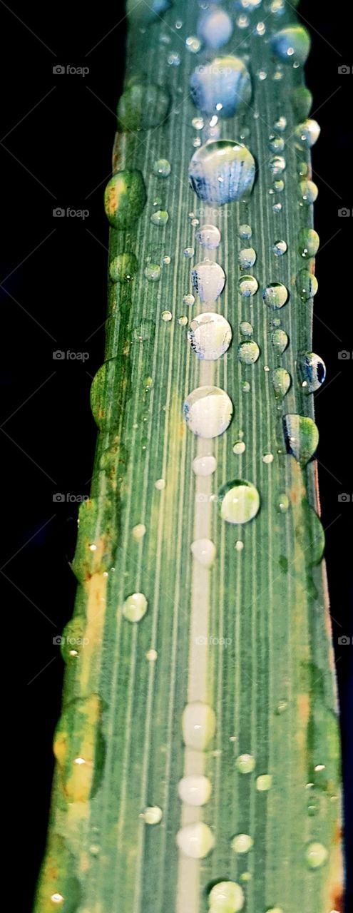 Rain Drops on Lemongrass Leaf