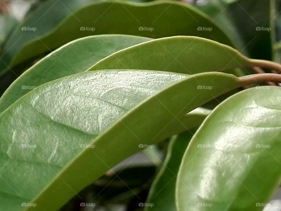 Sunlit leaves
