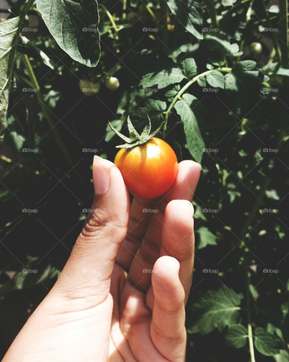 tomate cereja, horta em casa