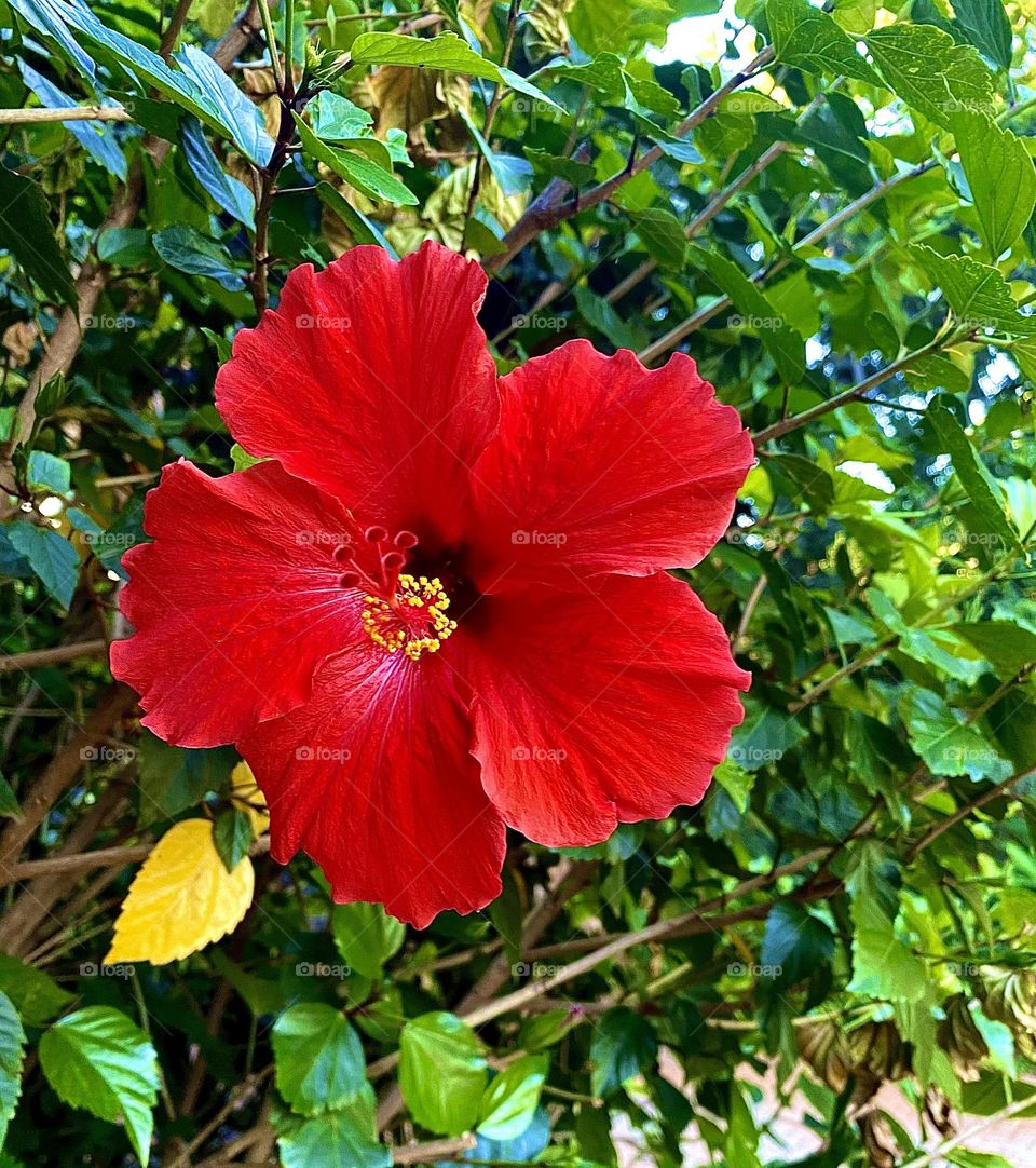 Hawaiin red flower