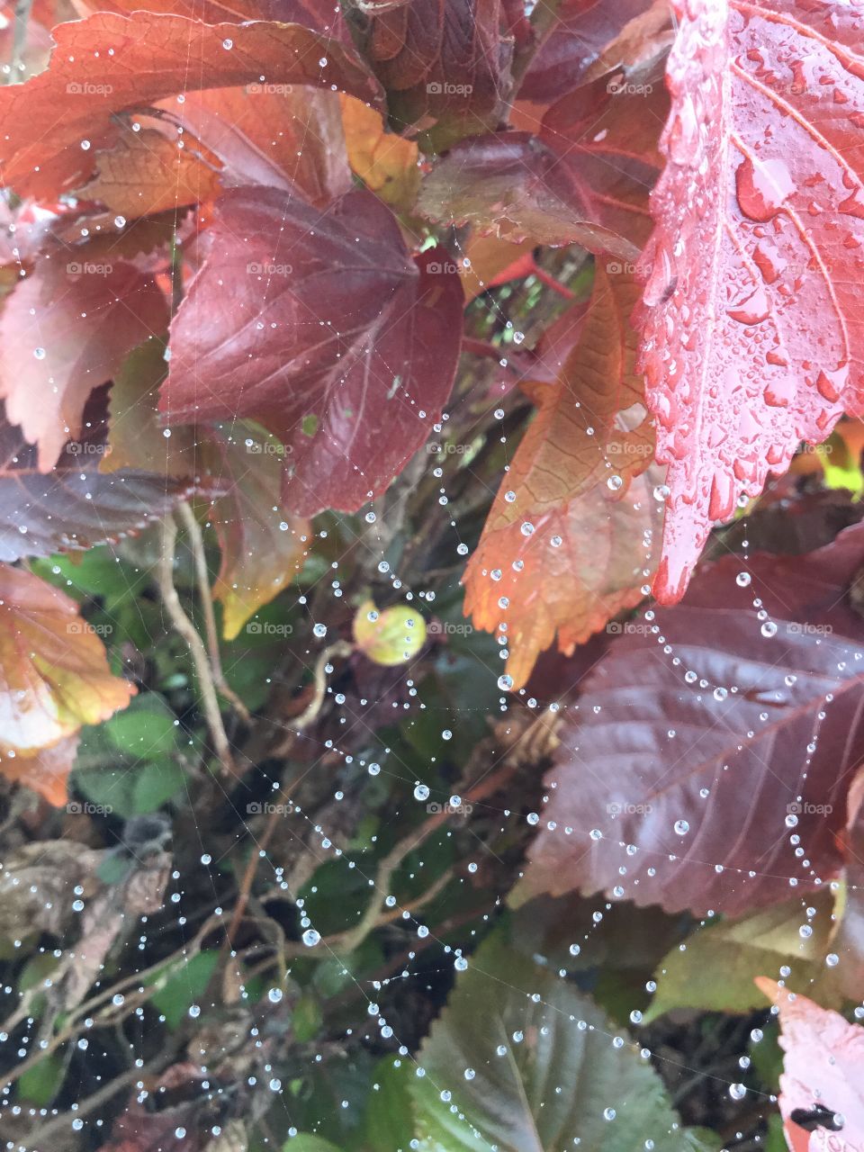 spider web raindrop