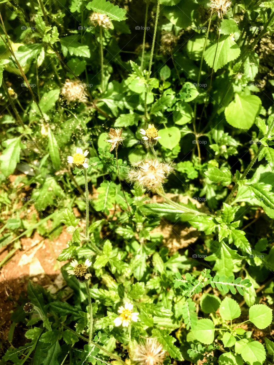 the day is bright and the sun is shiny ✨ the leaves are blooming and the plants are dancing as the air is blowing.