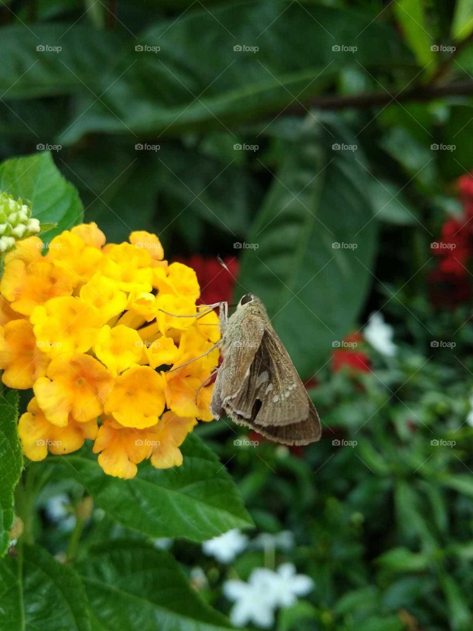 yellow flower in butterfly sleeping