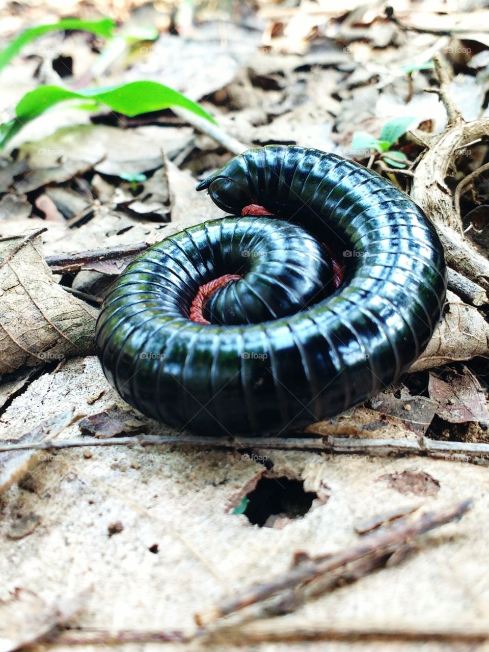 millipede