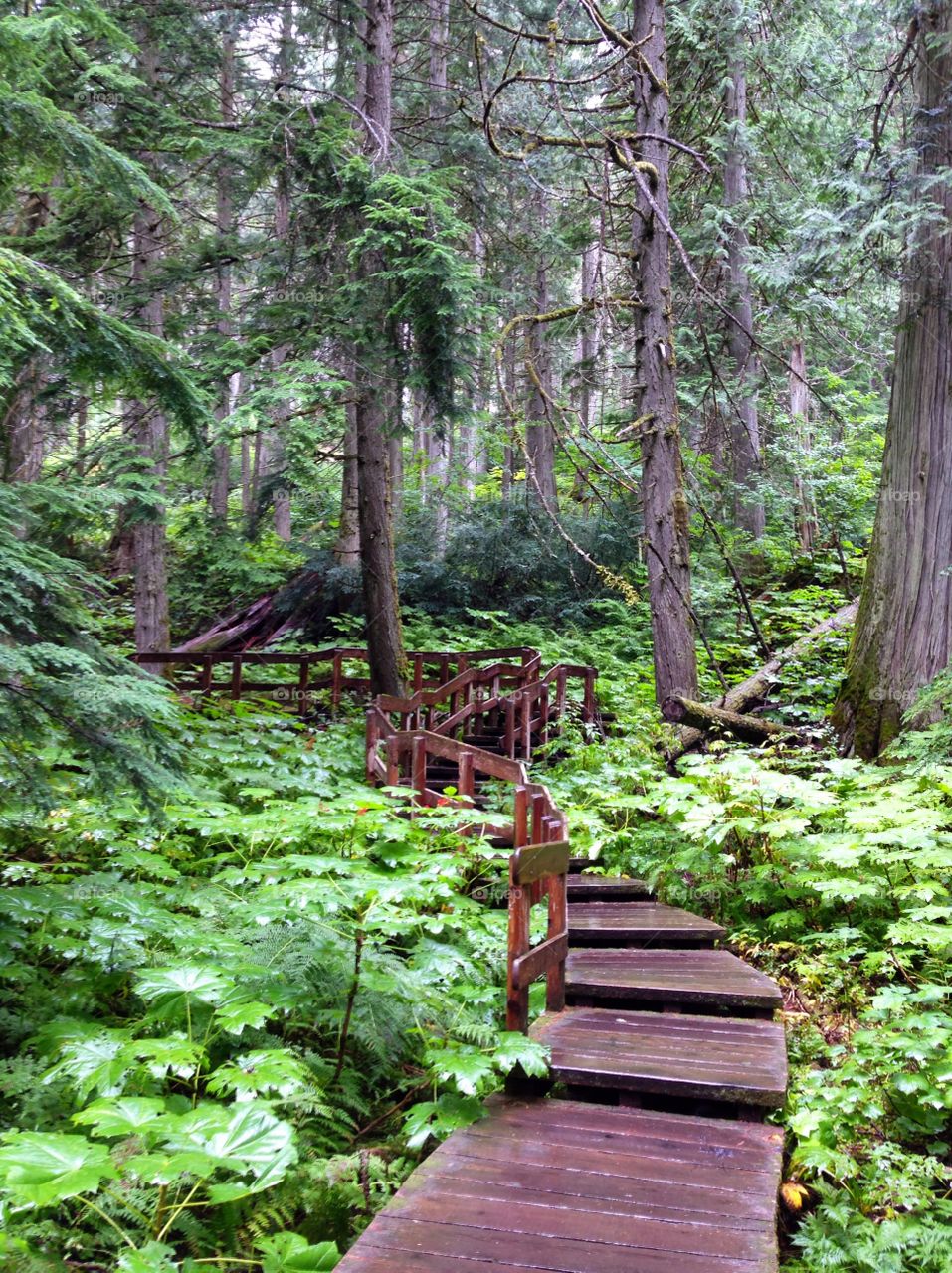 Scenic view of footpath in forest