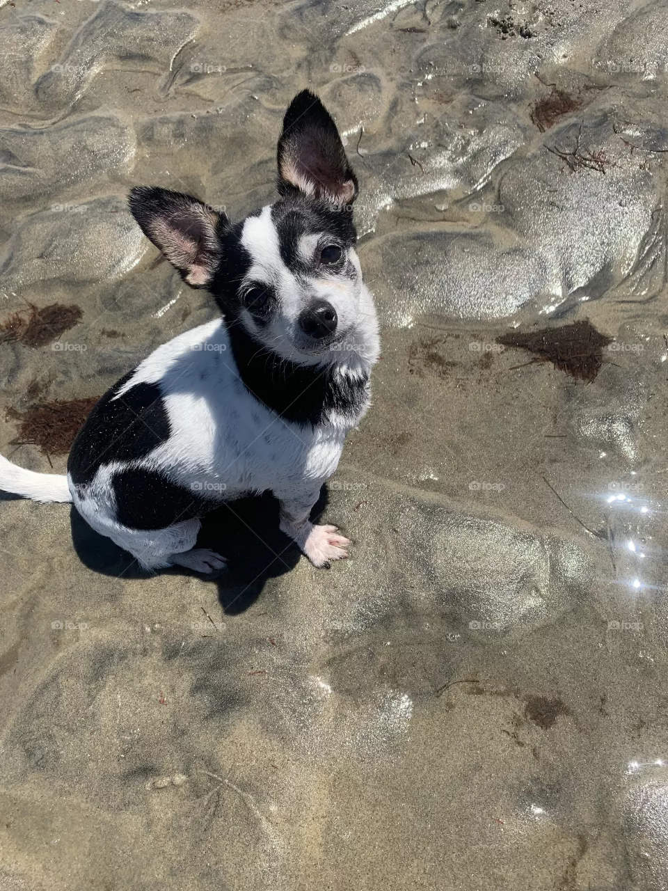 Beachy 