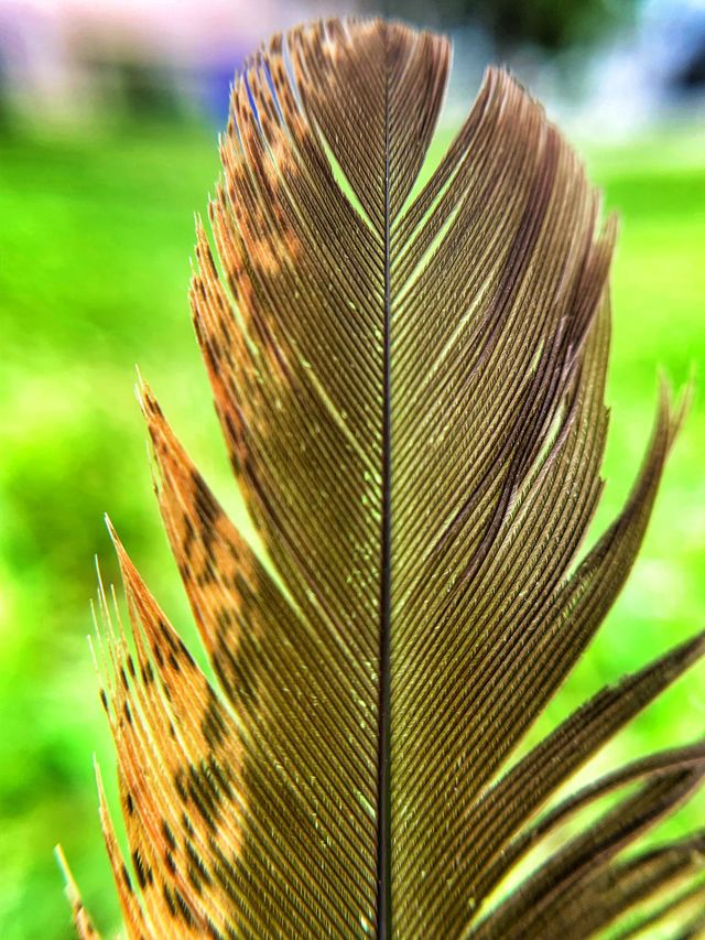 SINGLE FEATHER IN MY FRONT YARD, STICKING STRAIGHT UP IN THE GRASS