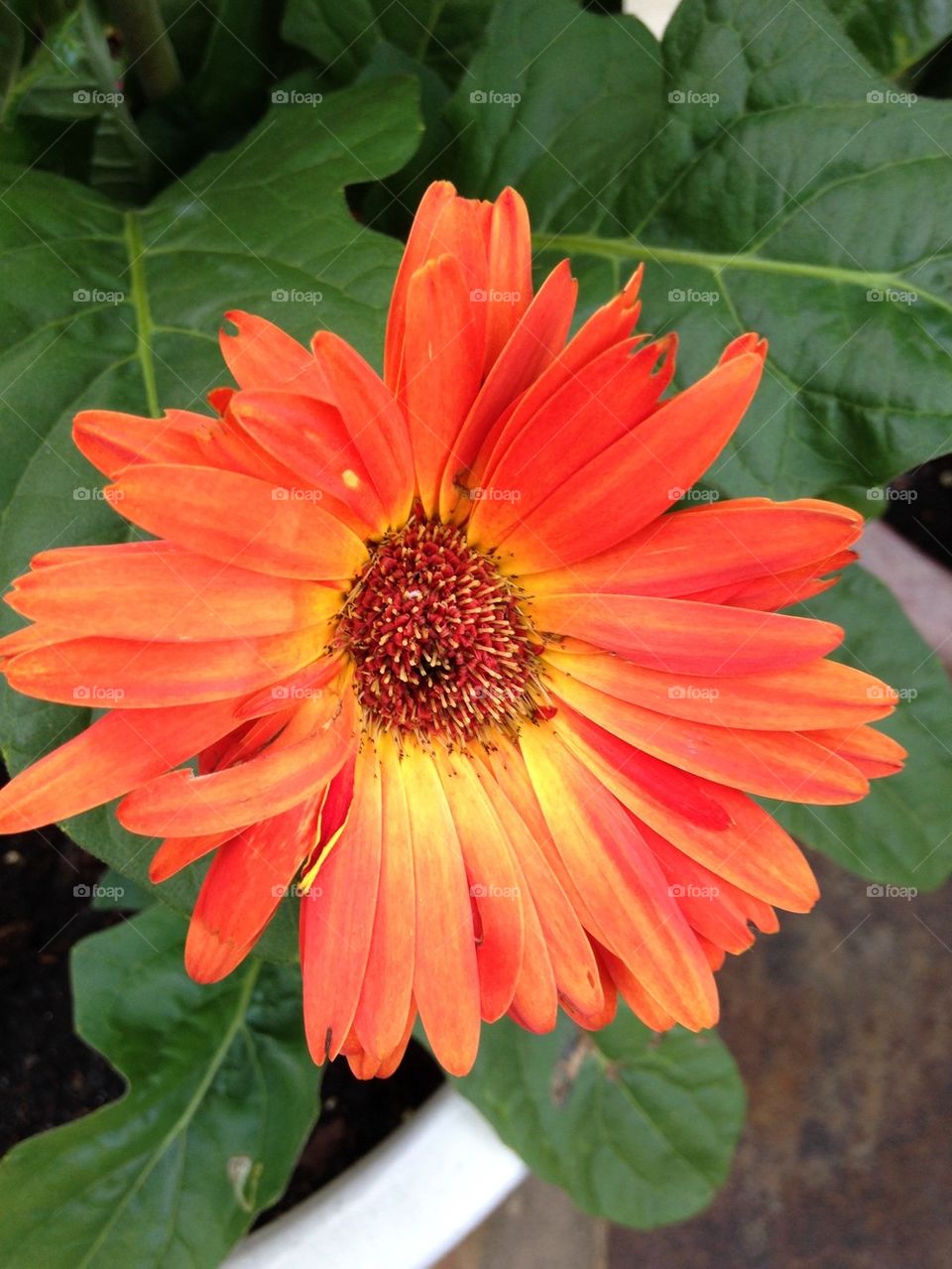 Close-up of orange daisy